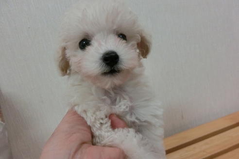 成約済の福岡県のトイプードル-1805の3枚目