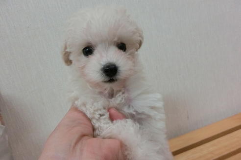 成約済の福岡県のトイプードル-1805の2枚目