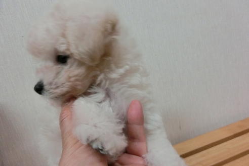 成約済の福岡県のトイプードル-1805の1枚目