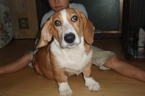 成約済の神奈川県のミックス犬-911の3枚目