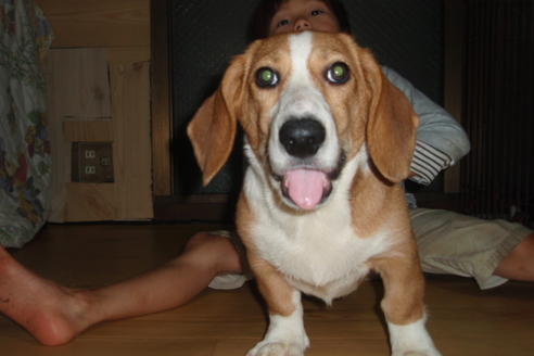 成約済の神奈川県のミックス犬-911の2枚目
