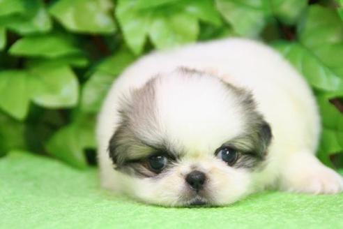 成約済の京都府のペキニーズ-161の3枚目