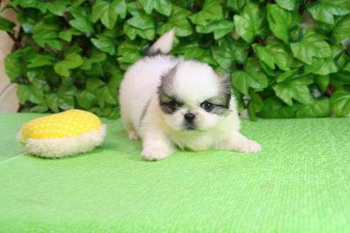 成約済の京都府のペキニーズ-161の2枚目