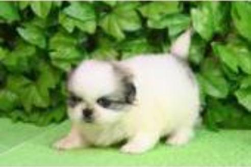 成約済の京都府のペキニーズ-161の1枚目