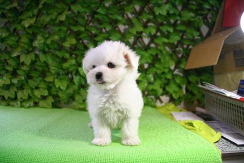 成約済の京都府のマルチーズ-162の3枚目