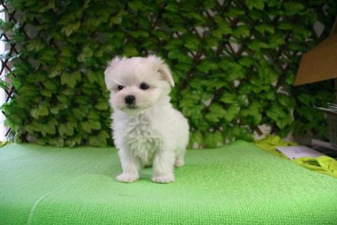 成約済の京都府のマルチーズ-162の2枚目