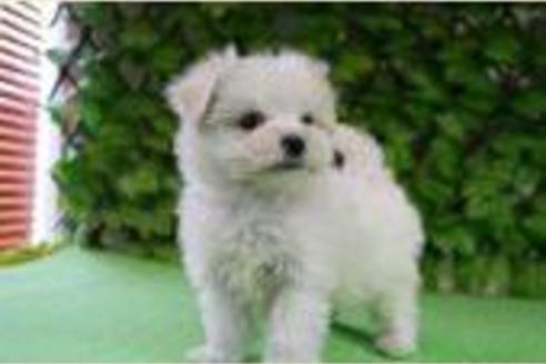 成約済の京都府のマルチーズ-162の1枚目