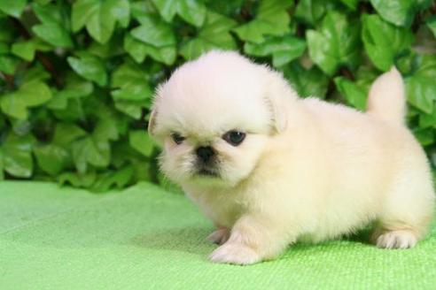 成約済の京都府のペキニーズ-164の3枚目