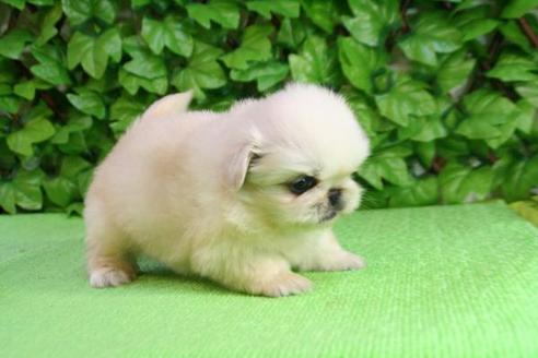 成約済の京都府のペキニーズ-164の2枚目