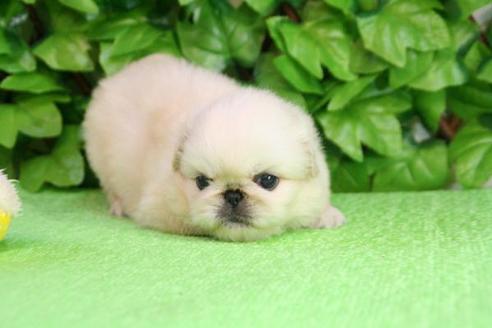 成約済の京都府のペキニーズ-164の1枚目