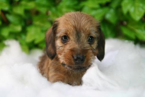 成約済の京都府のミニチュアダックスフンド-165の3枚目