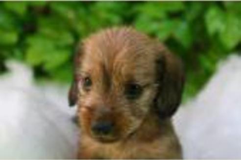 成約済の京都府のミニチュアダックスフンド-165の2枚目