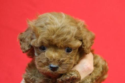 成約済の京都府のトイプードル-166の3枚目