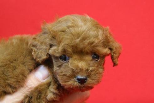 成約済の京都府のトイプードル-166の2枚目