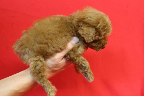 成約済の京都府のトイプードル-166の1枚目