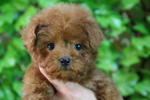 成約済の京都府のトイプードル-167の3枚目