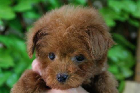 成約済の京都府のトイプードル-167の2枚目