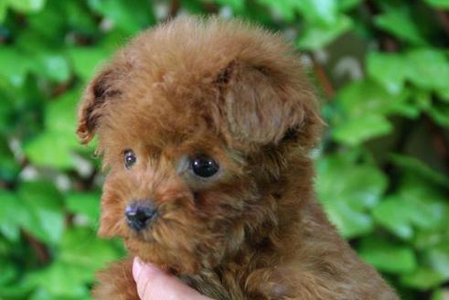 成約済の京都府のトイプードル-167の1枚目