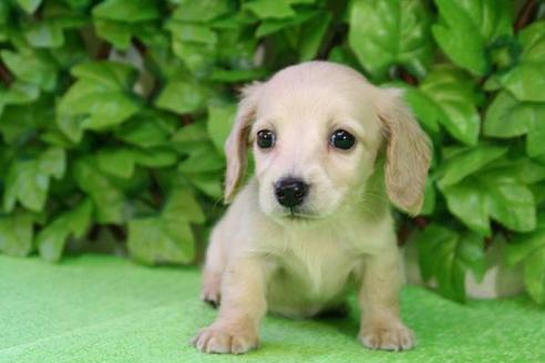 成約済の京都府のミニチュアダックスフンド-168の3枚目