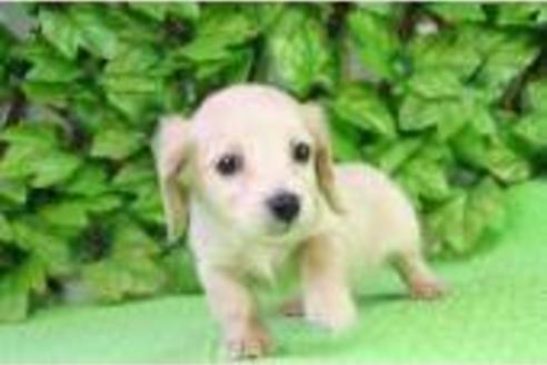 成約済の京都府のミニチュアダックスフンド-168の2枚目