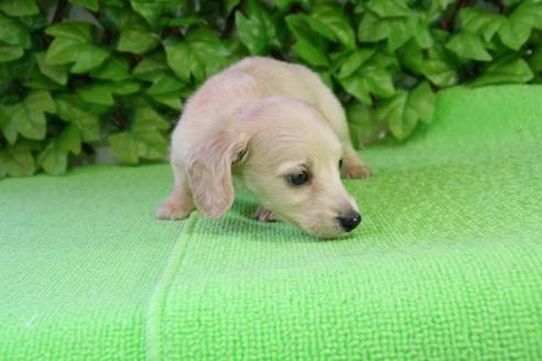 成約済の京都府のミニチュアダックスフンド-168の1枚目