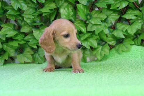 成約済の京都府のミニチュアダックスフンド-169の3枚目