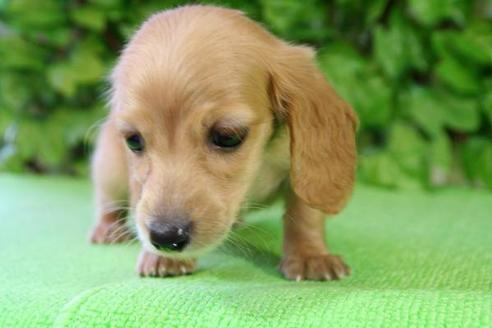 成約済の京都府のミニチュアダックスフンド-169の2枚目
