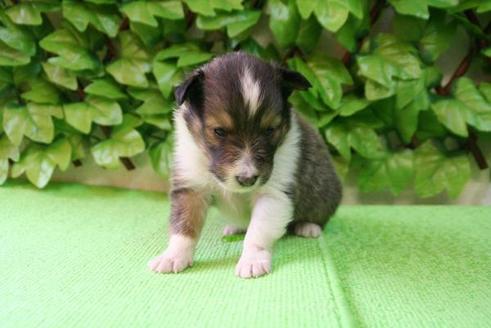 成約済の京都府のシェットランドシープドッグ(シェルティ)-170の3枚目