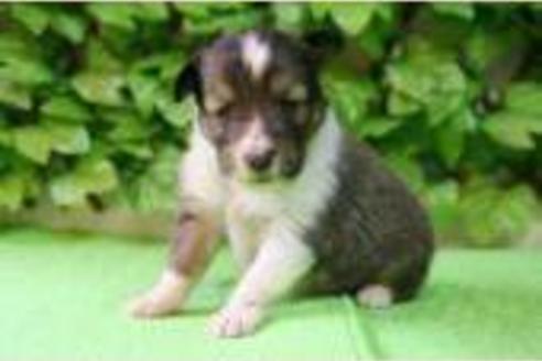 成約済の京都府のシェットランドシープドッグ(シェルティ)-170の1枚目