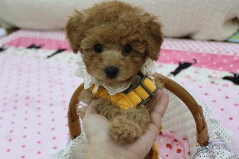 成約済の福岡県のトイプードル-2142の4枚目