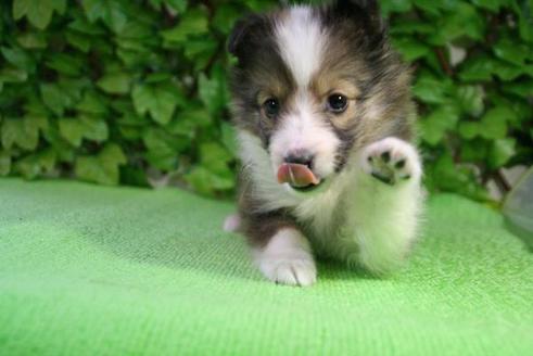 成約済の京都府のシェットランドシープドッグ(シェルティ)-171の3枚目