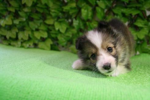 成約済の京都府のシェットランドシープドッグ(シェルティ)-171の2枚目