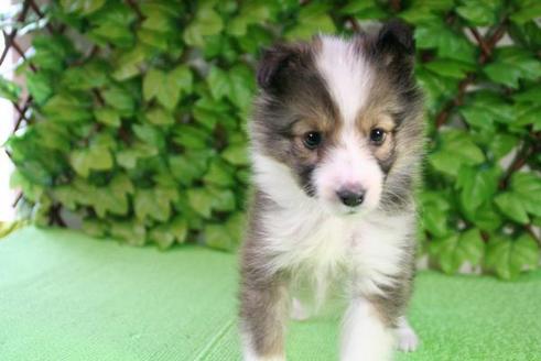 成約済の京都府のシェットランドシープドッグ(シェルティ)-171の1枚目