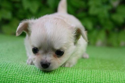 成約済の京都府のチワワ-172の3枚目