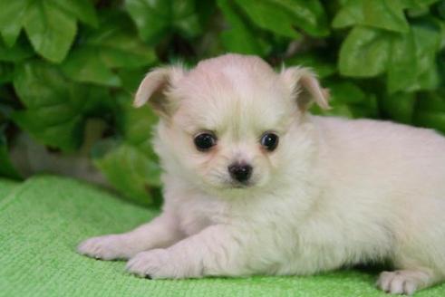 成約済の京都府のチワワ-172の2枚目