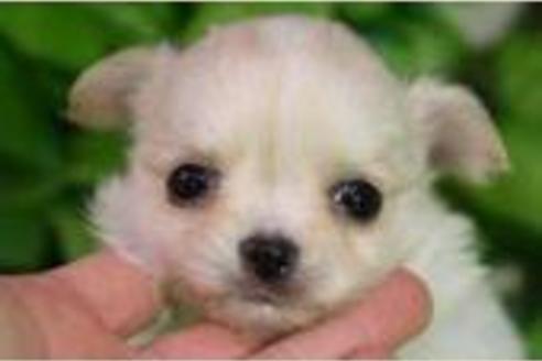 成約済の京都府のチワワ-172の1枚目