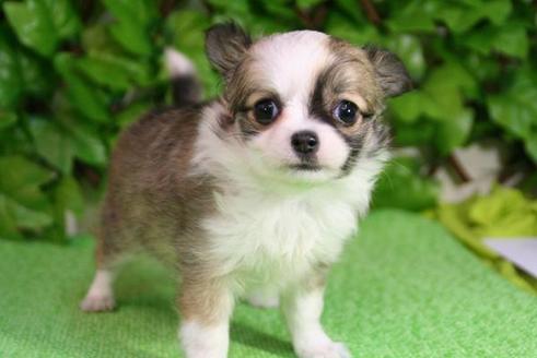 成約済の京都府のチワワ-173の3枚目