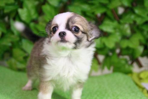 成約済の京都府のチワワ-173の2枚目