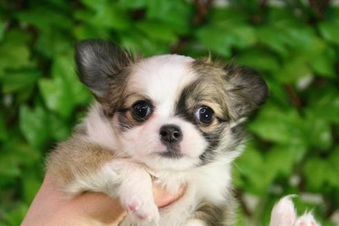 成約済の京都府のチワワ-173の1枚目