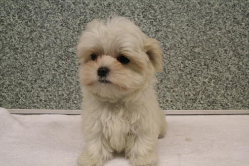 成約済の京都府のマルチーズ-2314の5枚目