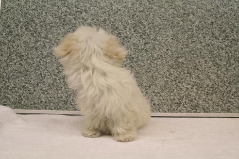 成約済の京都府のマルチーズ-2314の3枚目