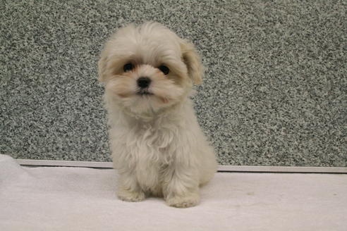 成約済の京都府のマルチーズ-2314の2枚目