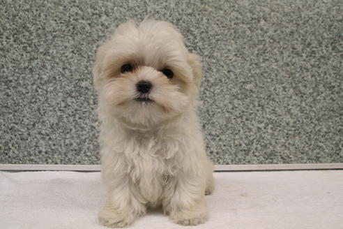 成約済の京都府のマルチーズ-2314の1枚目