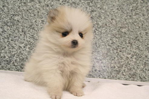 成約済の京都府のポメラニアン-2315の5枚目