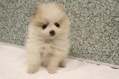 成約済の京都府のポメラニアン-2315の4枚目