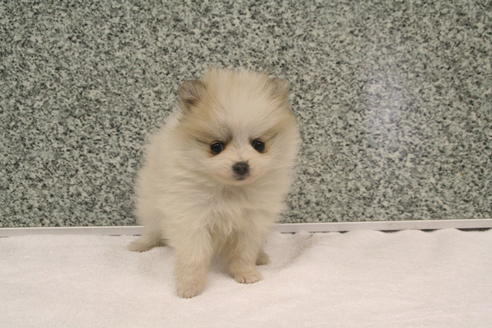 成約済の京都府のポメラニアン-2315の3枚目