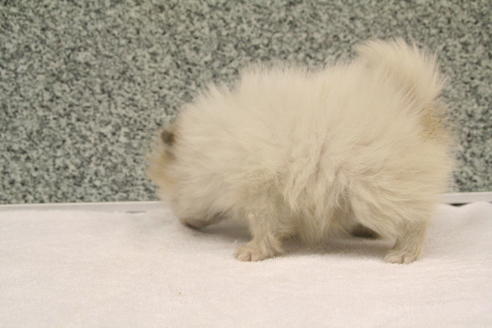 成約済の京都府のポメラニアン-2315の2枚目