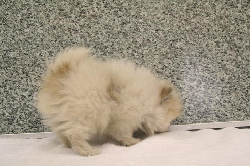 成約済の京都府のポメラニアン-2315の1枚目