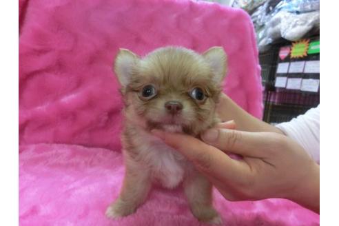 成約済の京都府のチワワ-2516の2枚目