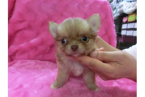 成約済の京都府のチワワ-2516の3枚目